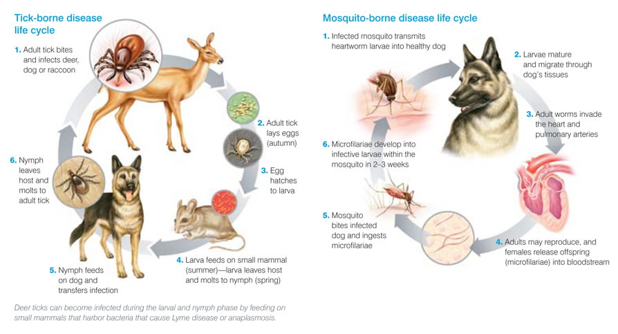 how soon do dogs show symptoms of lyme disease